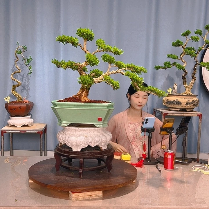 无花朵广东皱皮雀舌黄杨