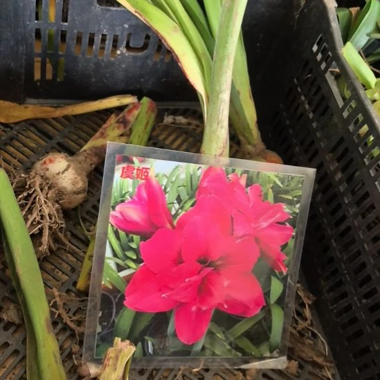 当前无花栽培后可以开花虞姬6厘米裸根球