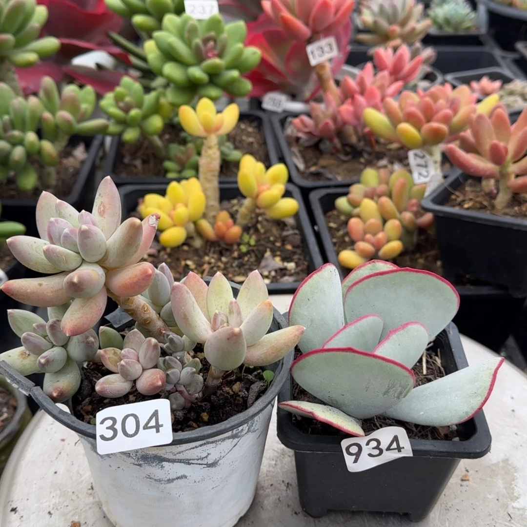 释***怀304 934号 一物一拍 一物一拍