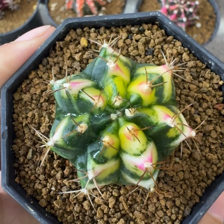 泰球花田侧芽米哈锦