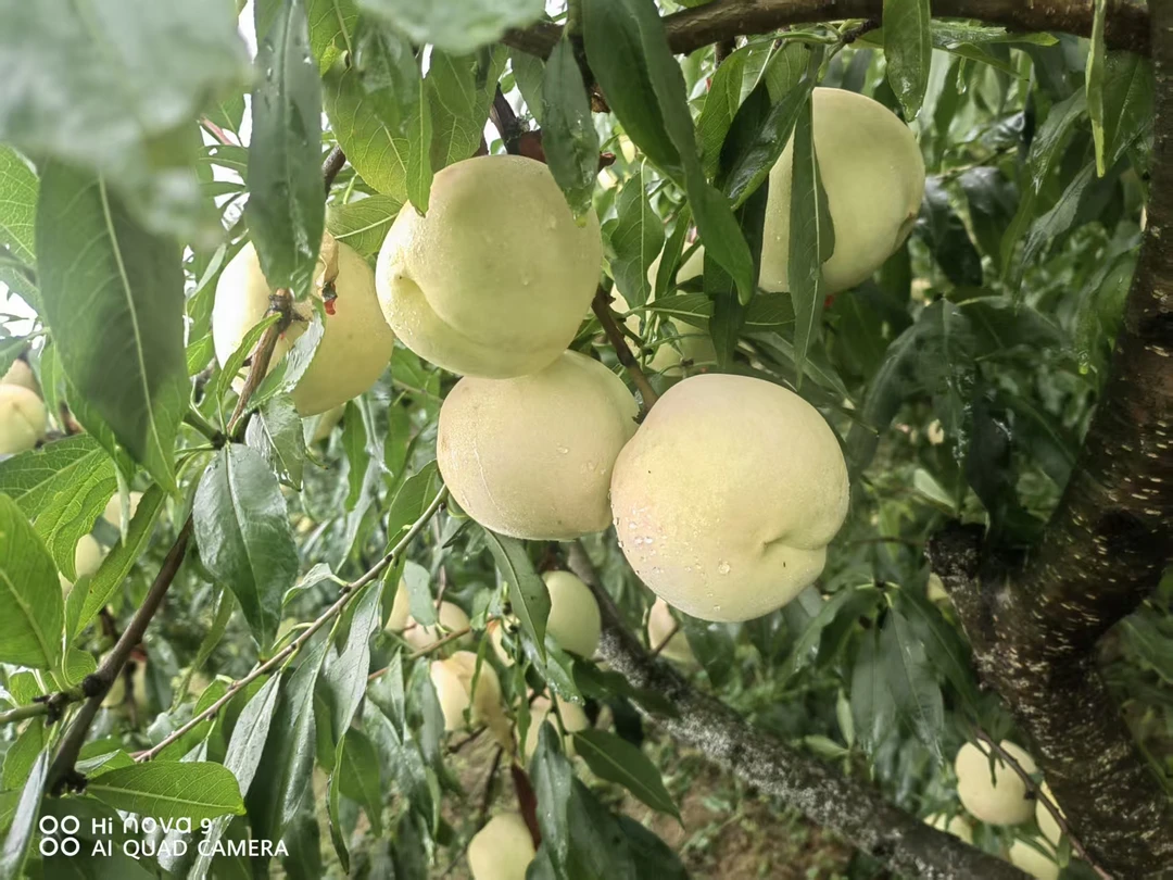 现摘现发御雪红冬桃脆甜多汁当季应季水果