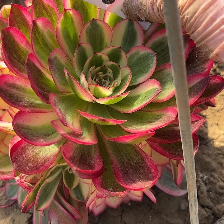 紫砂茶杯(****)B613-荔枝38过于福利福利大棚