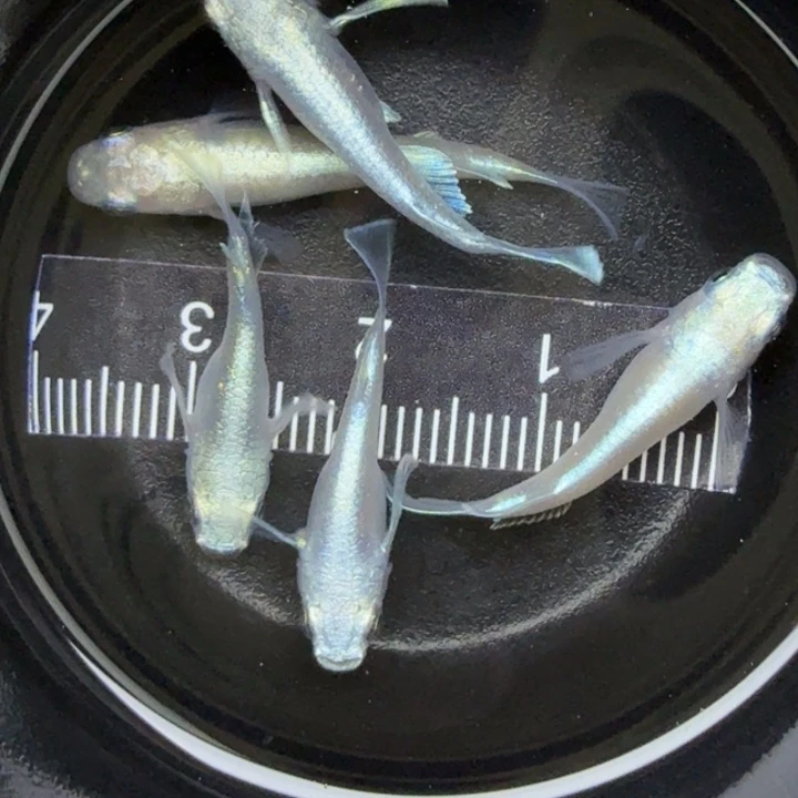 青鳉鱼混搭干支24号