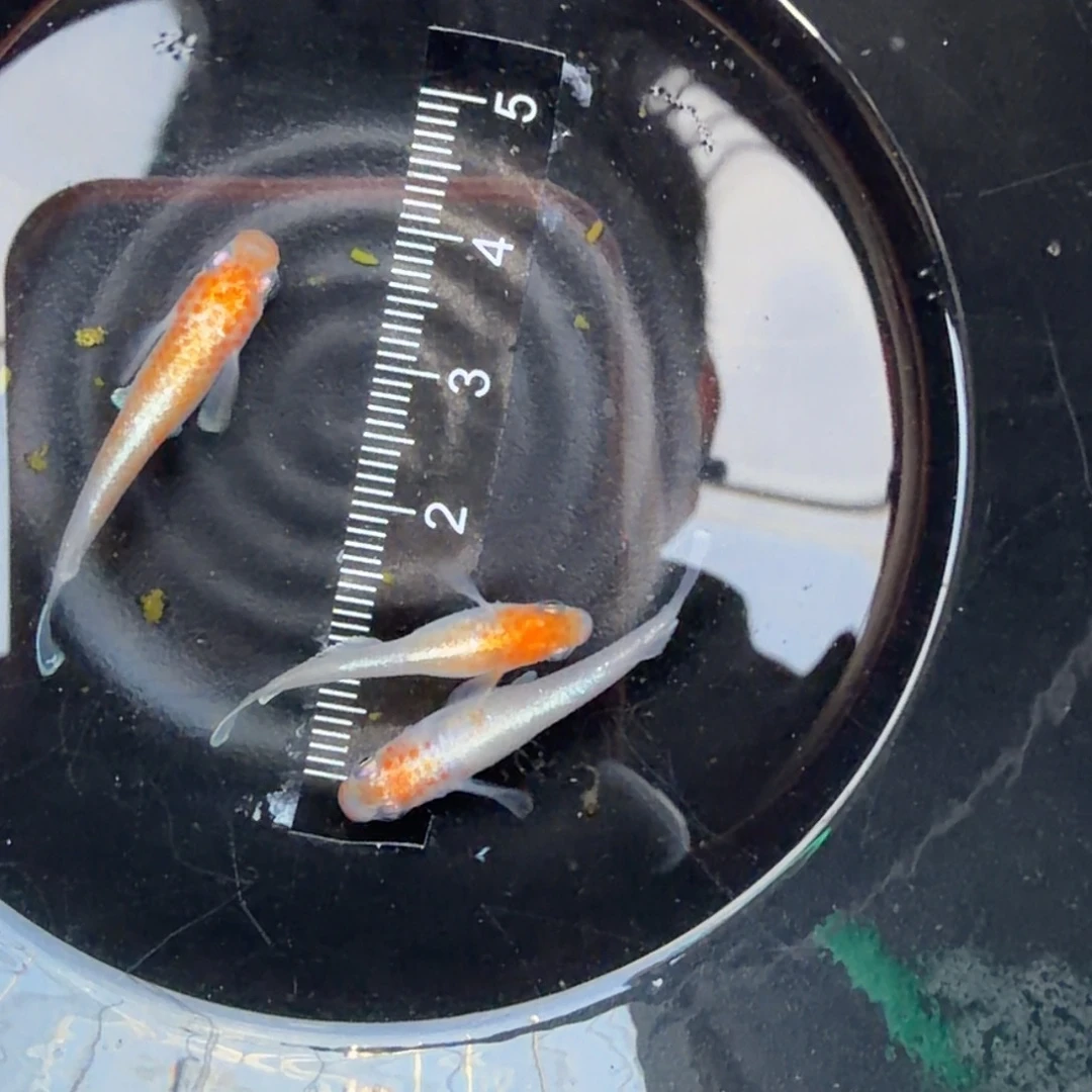 青鳉鱼观背青32号