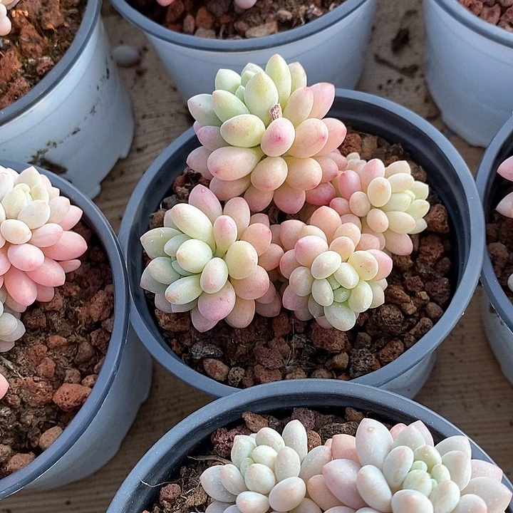 24。鱼子酱。福利多多