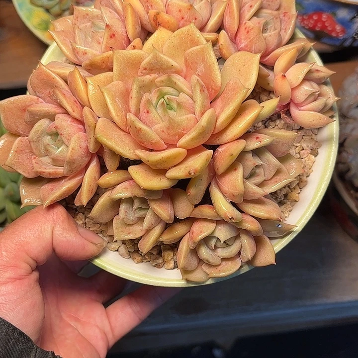 多肉植物一物一拍