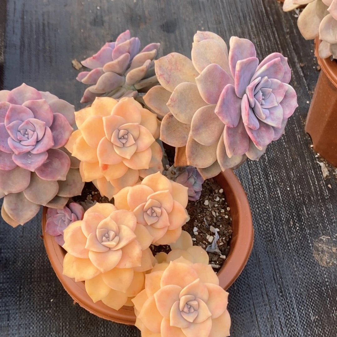 ?***陌127 紫乐锦一物一拍外播