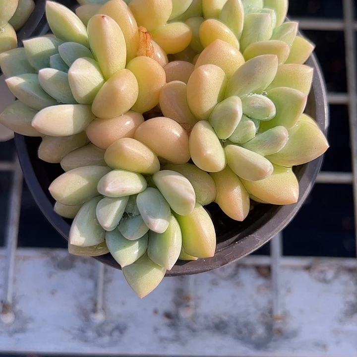 奶油泡泡糖多肉植物