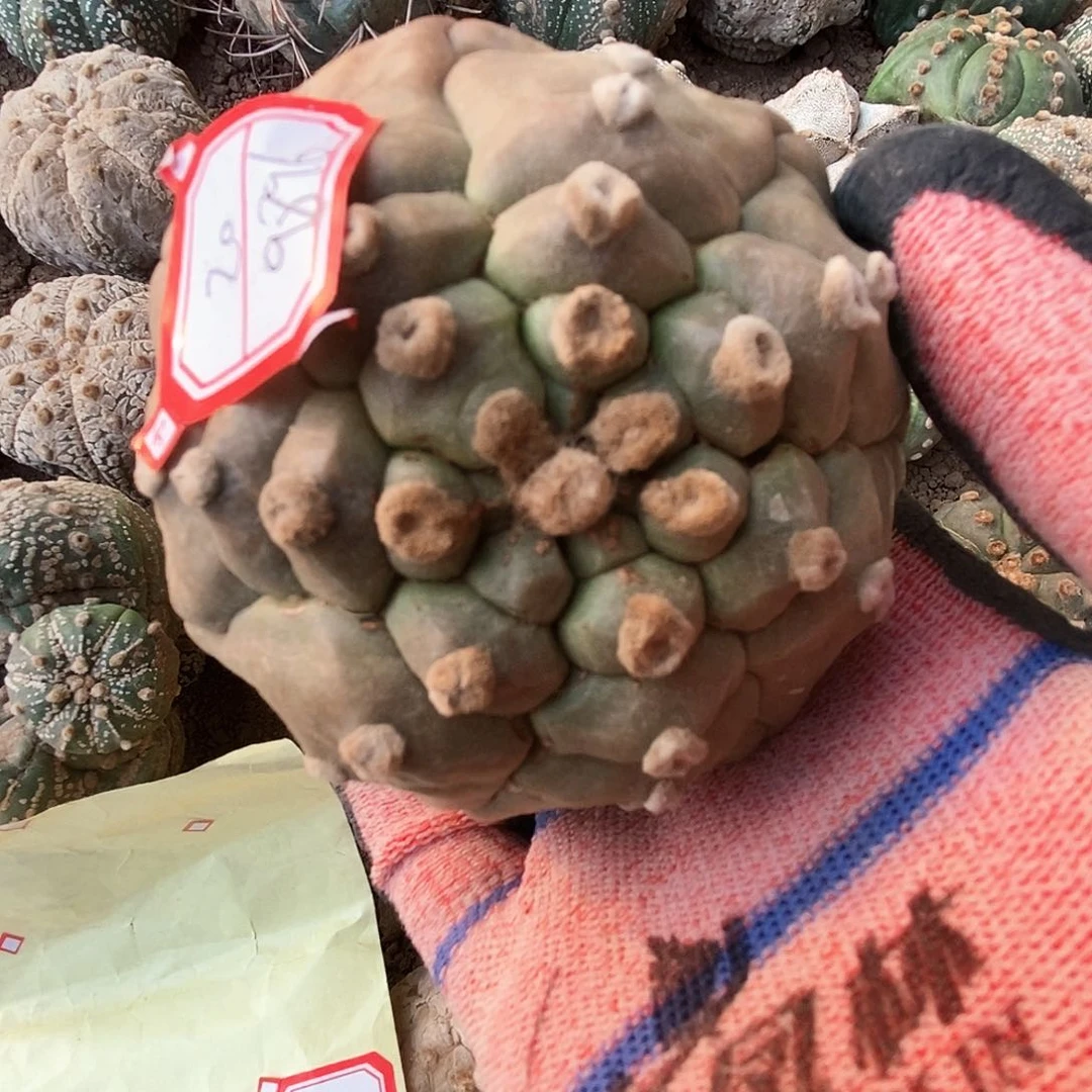 兜风兜兜兜兜兜兜兜兜兜5