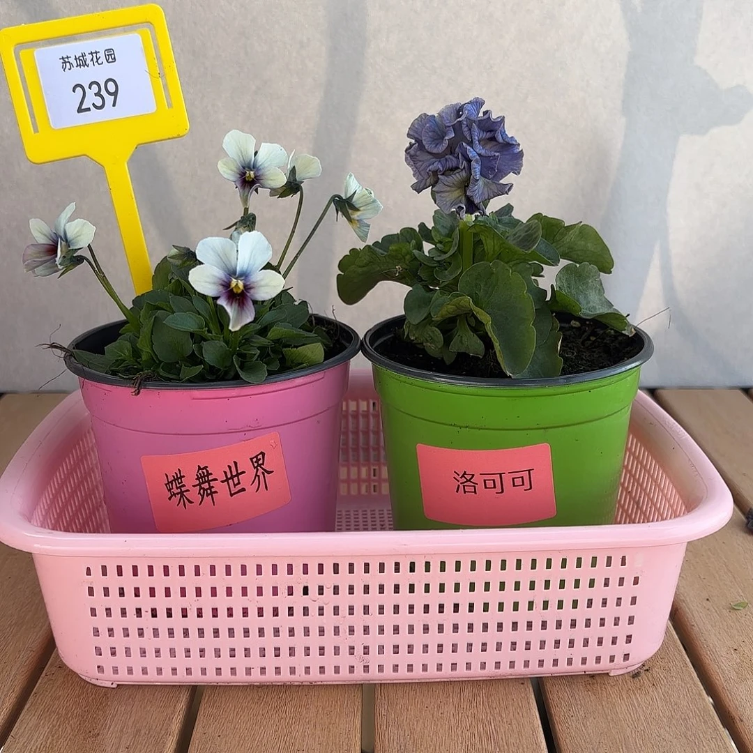 大部分开放少量花苞239