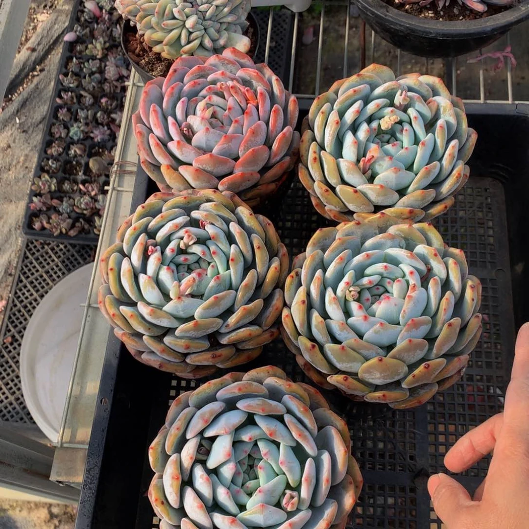 单头五个带盆发货嗯嗯