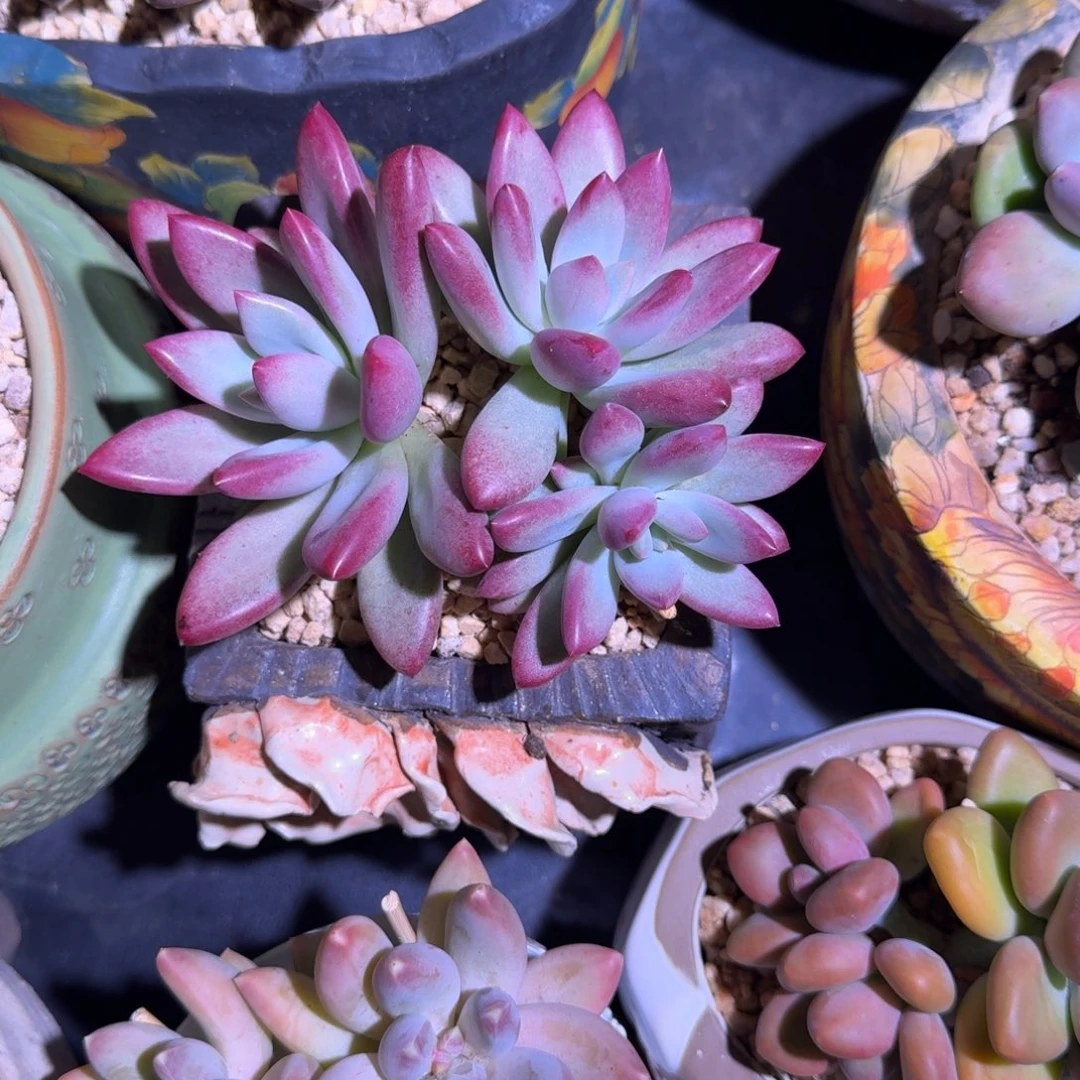 赫本露丝 3头 一物一拍