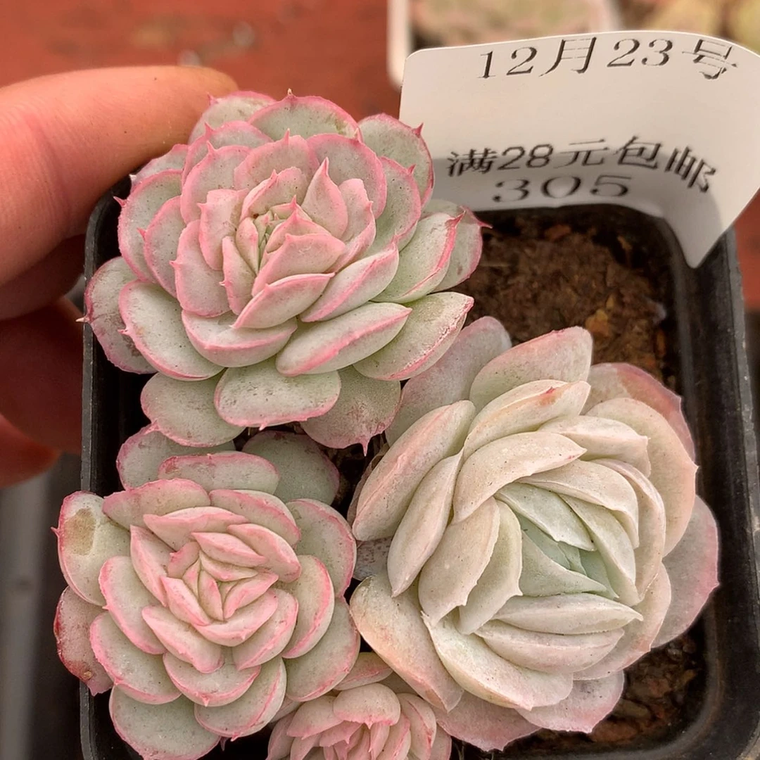 【闪购商品】云305号水晶扇贝7厘米