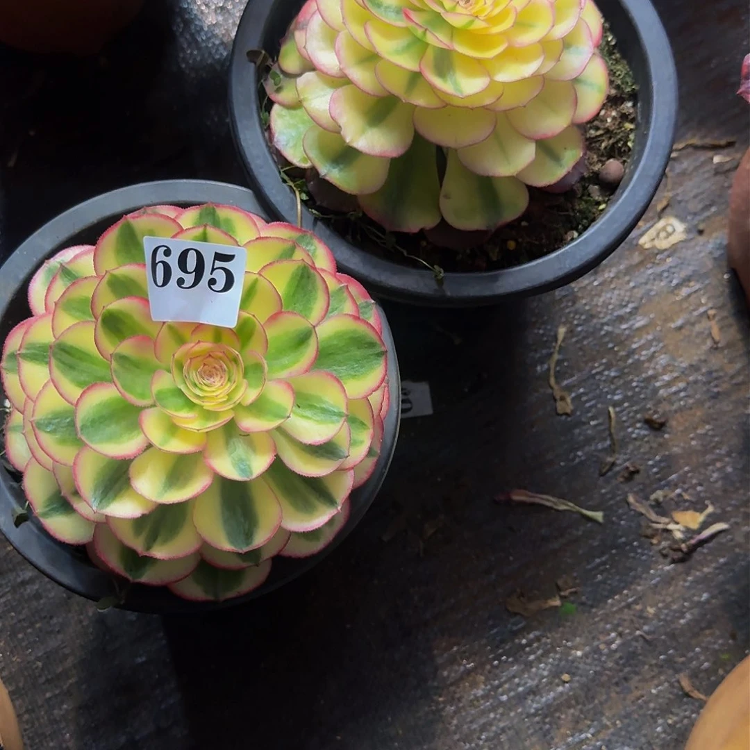 肖*695694多肉植物法师