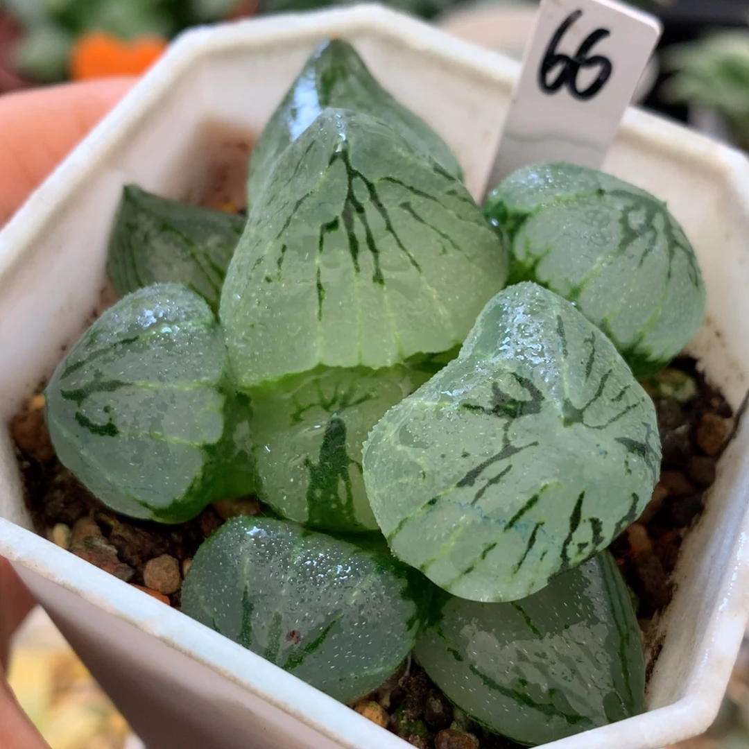 杨贵妃，带盆土发货了