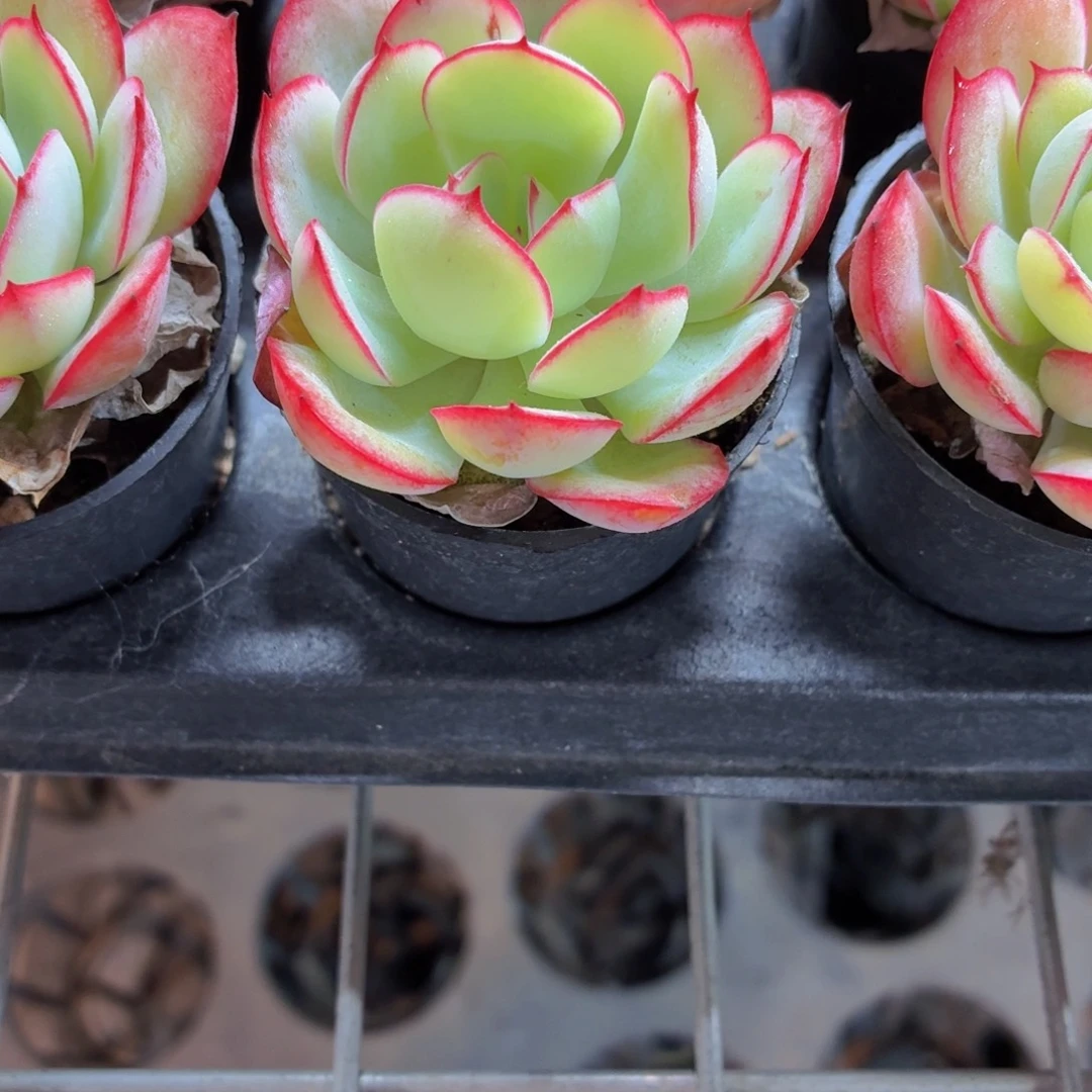 帕拉梅拉多肉9.9包邮发货