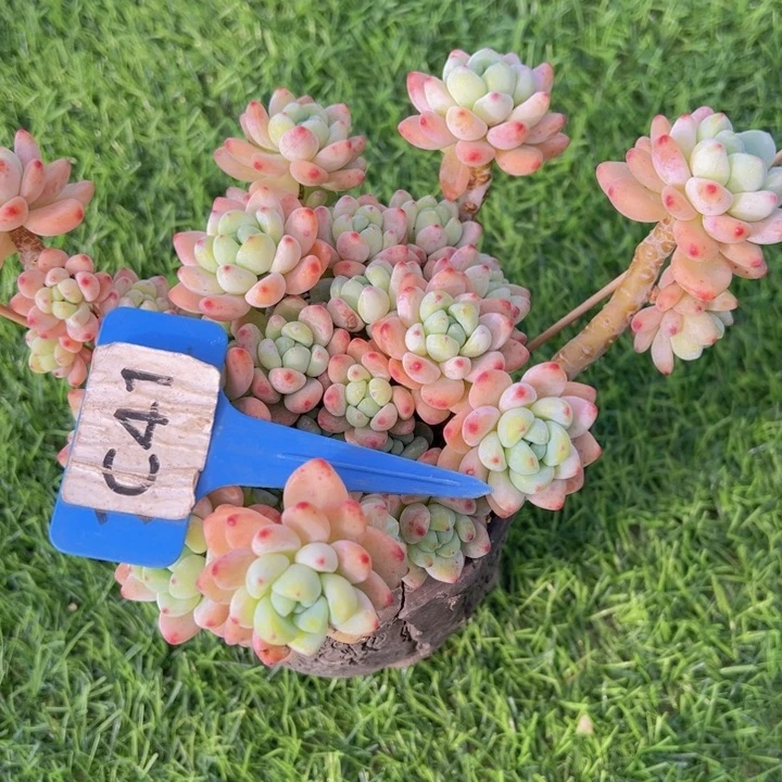 健健康康平平安安