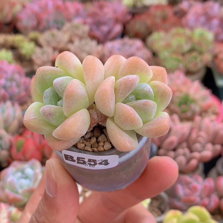 一物一拍含盆土满38包邮B554