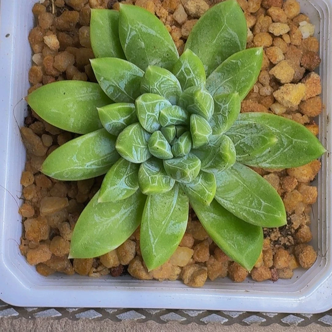 水晶萝莉 单头 一物一拍