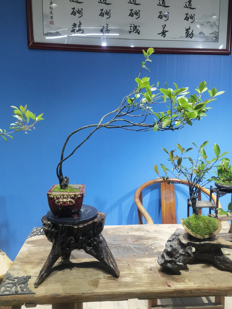 小老桩精品春花盆景