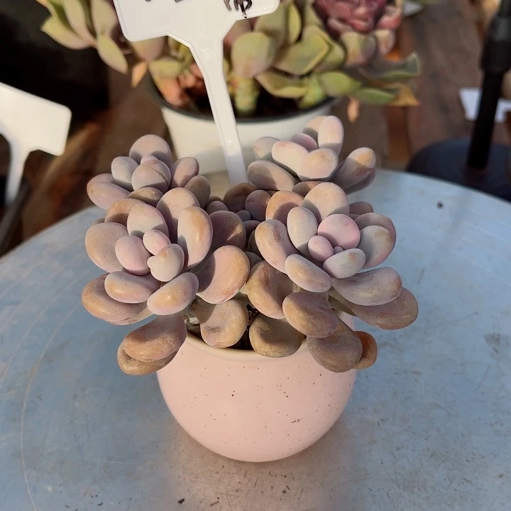 一***ㅤ000000000000020桃蛋