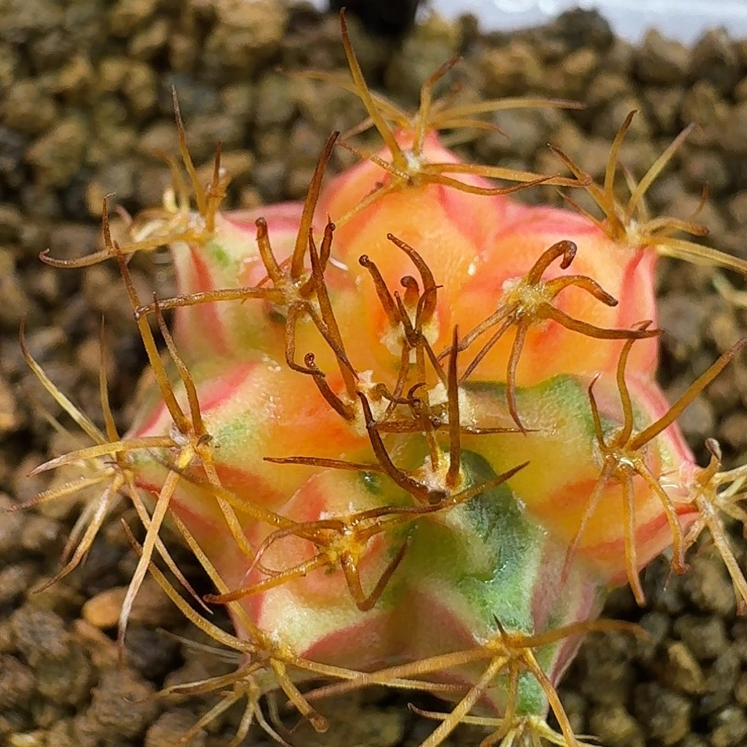 米哈实生自然锦09