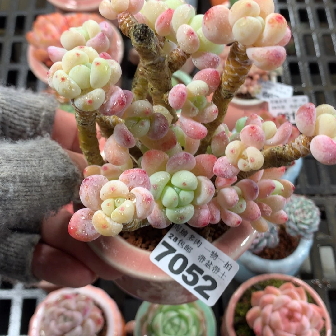 5厘米盆精控多肉7052