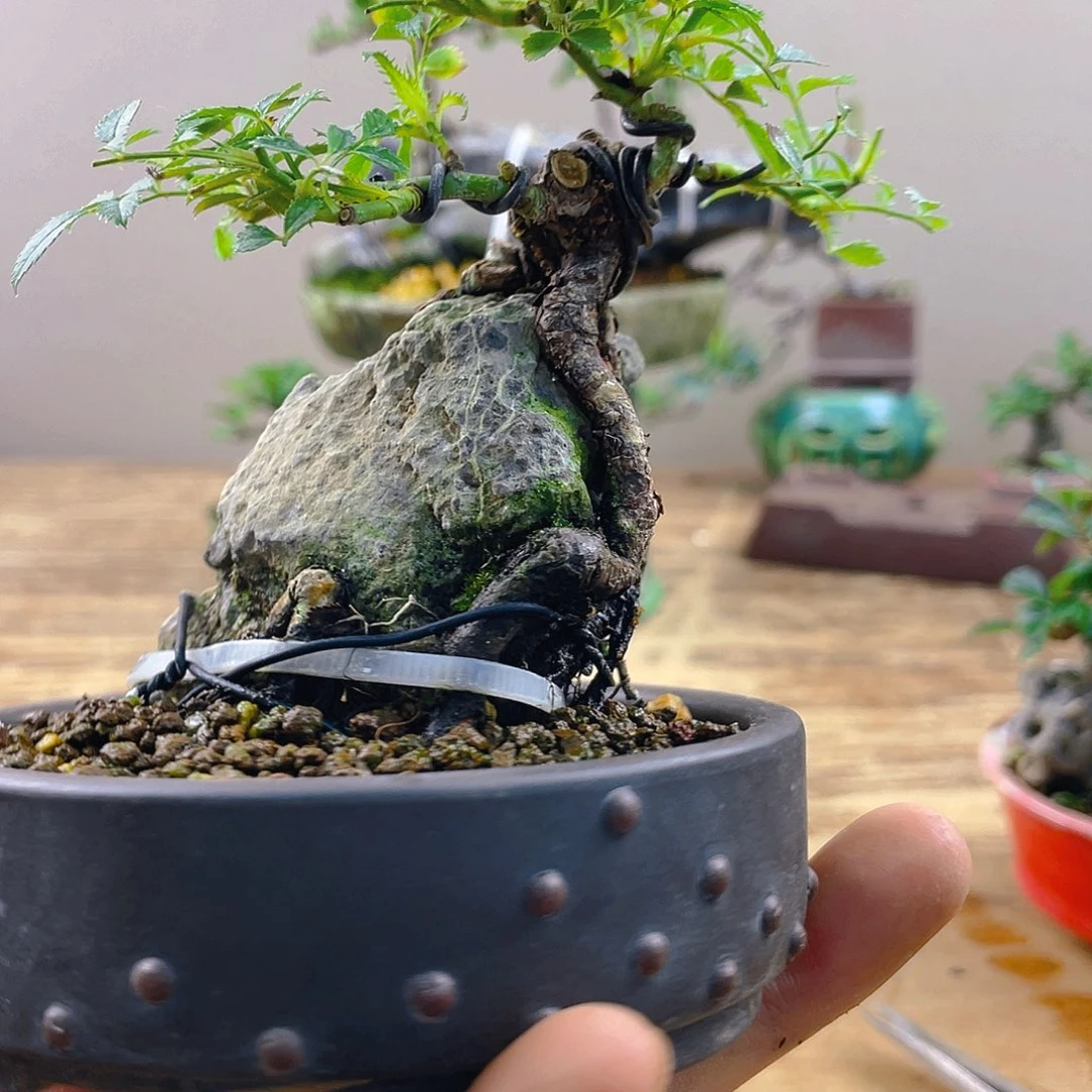 蔷***沫完全开放蔷薇花开富贵吉祥