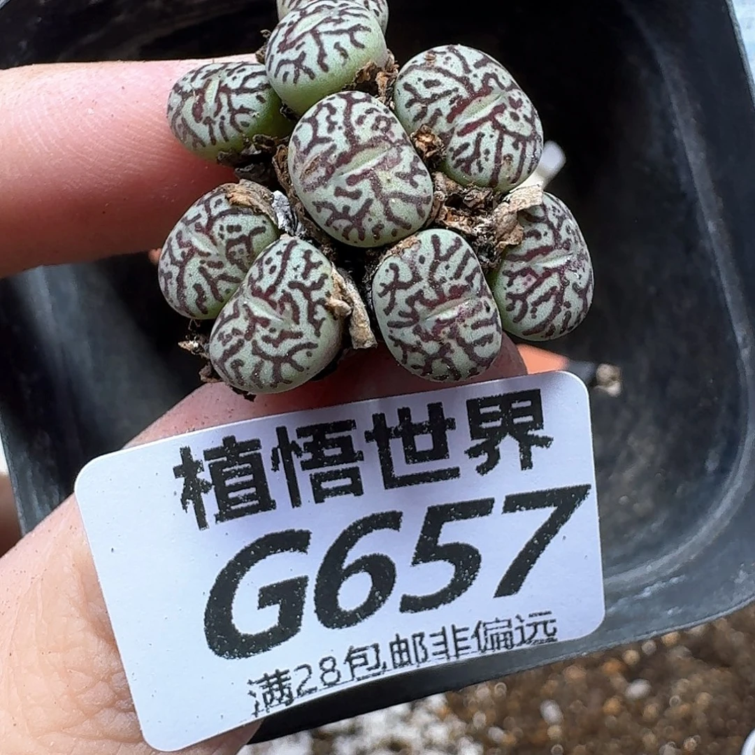 多肉植物的润泽gbnn
