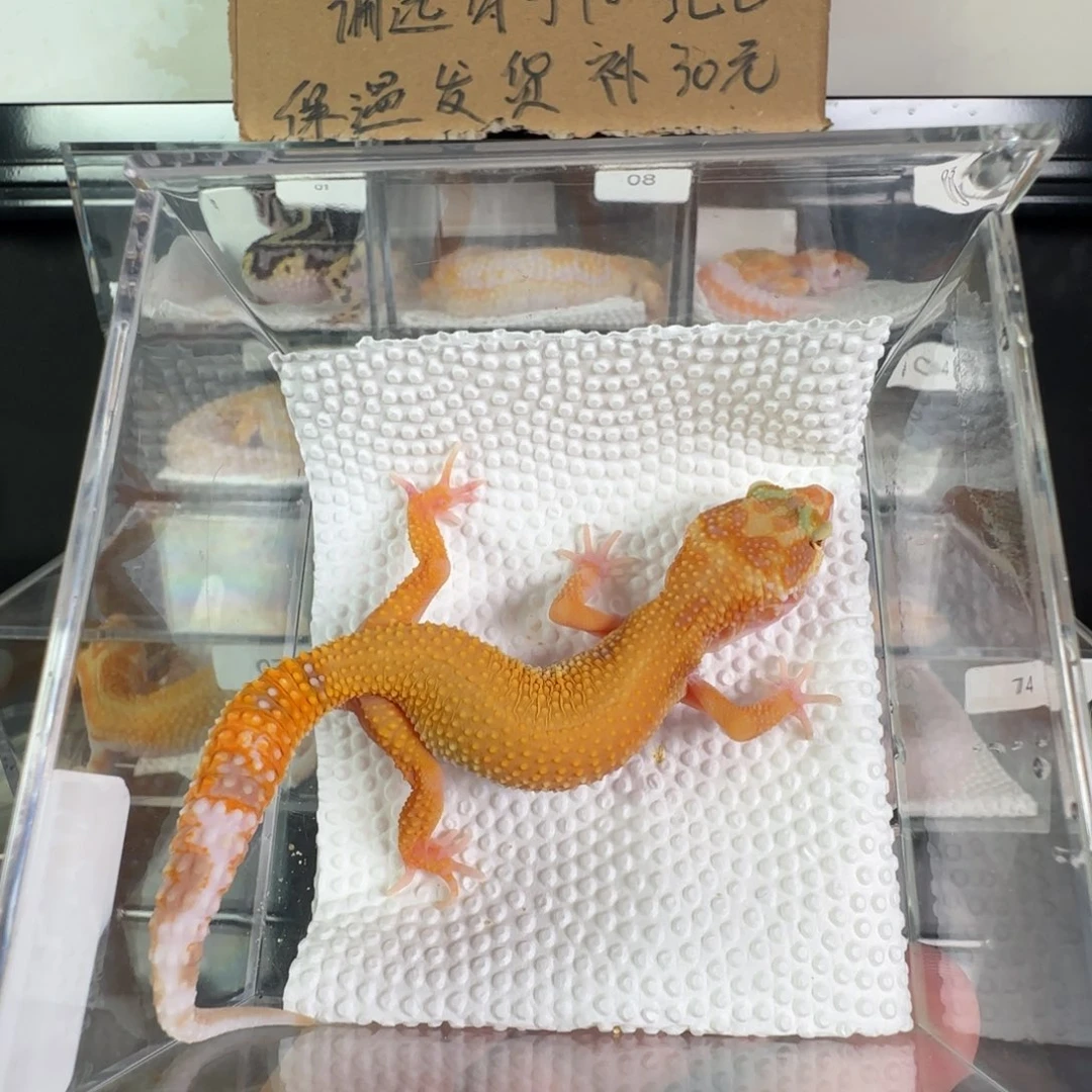 豹纹守宫暴龙妹妹