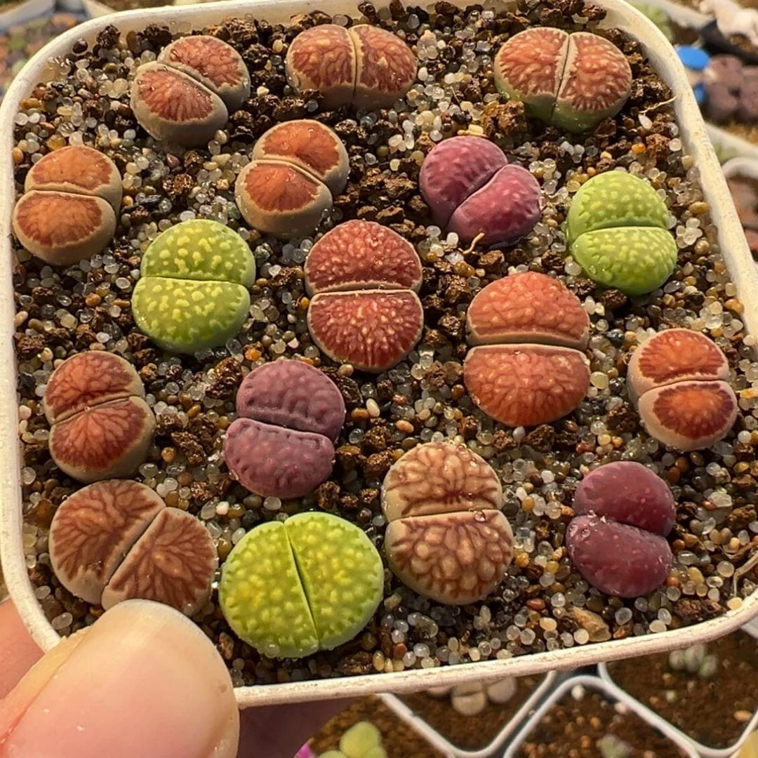 021多肉植物种类多样植物盆栽