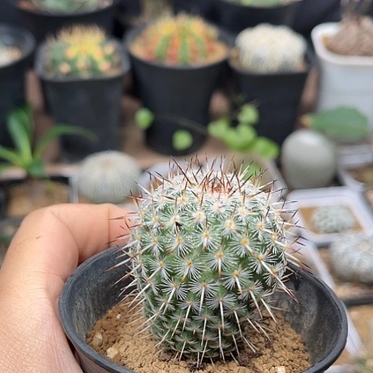 无花朵白王丸实生球一颗4cm