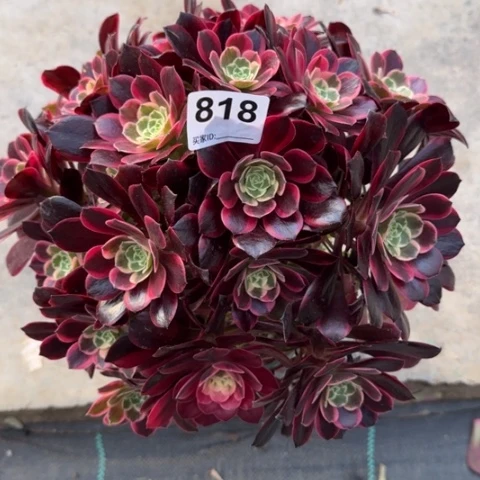 818金丝雀30厘米左右有断枝