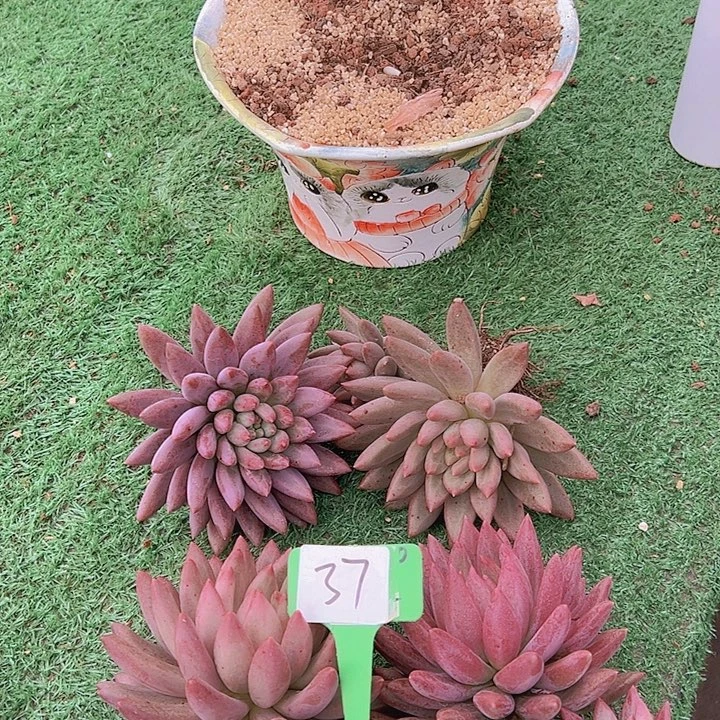 37水晶球一个脱土多肉