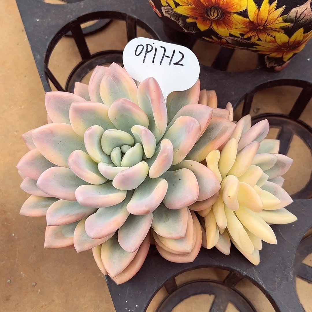 0917-12奥普锦群。