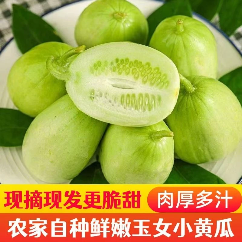 山东寿光玉女黄瓜新鲜拇指水果黄瓜皮薄脆嫩生吃青瓜爽口多汁