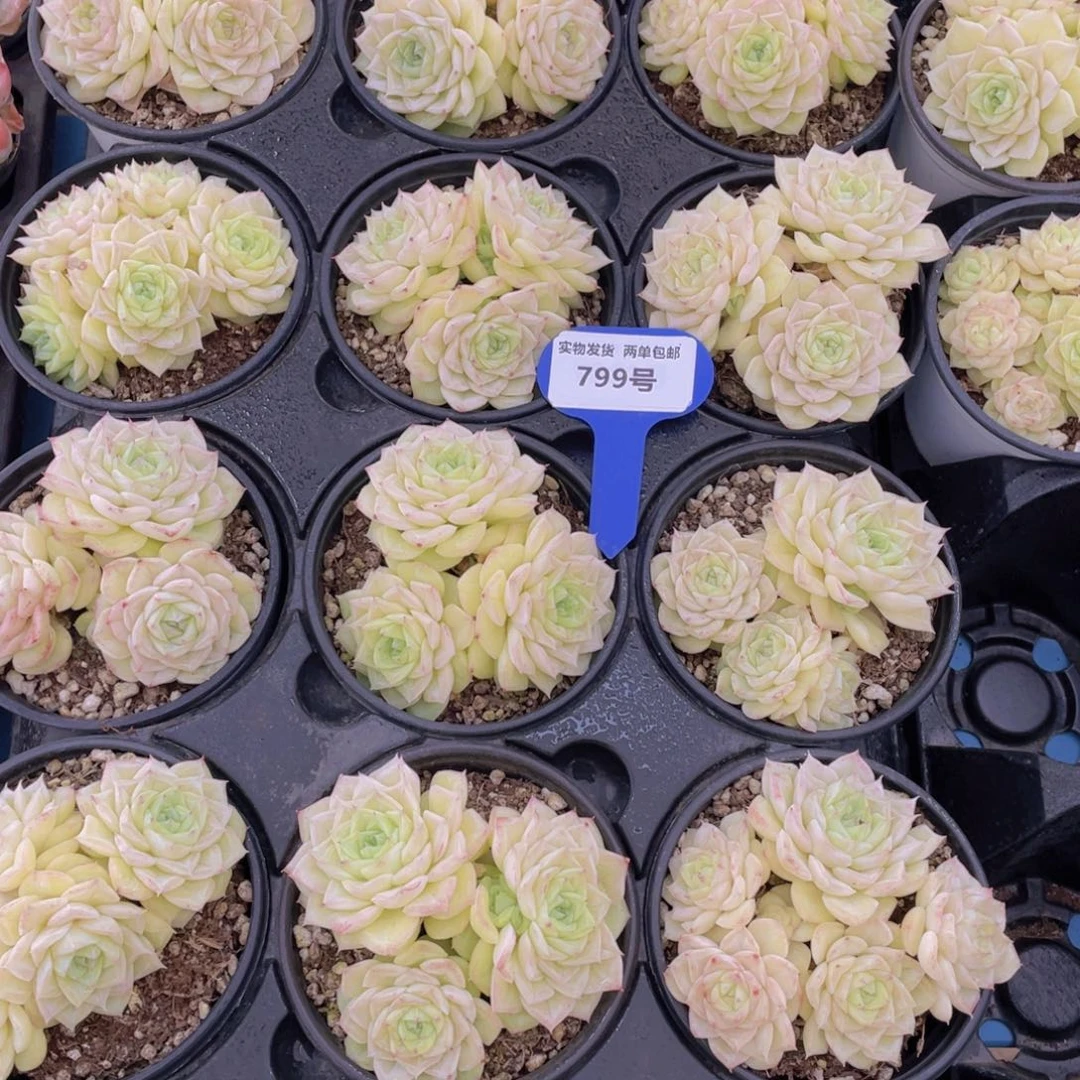 799号果冻黄透底白天鹅麦秆群一个