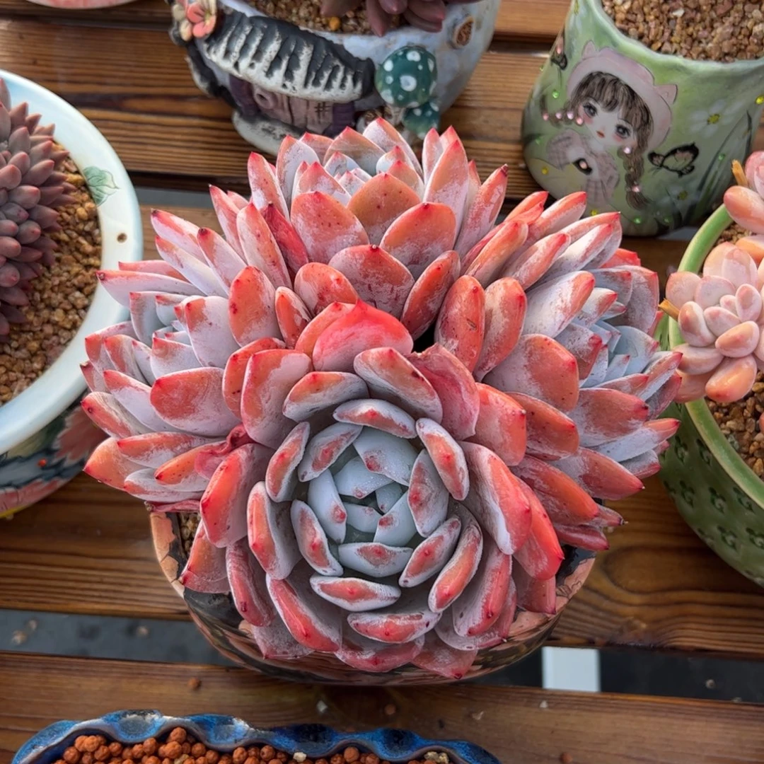 嫦娥自然群多肉植物