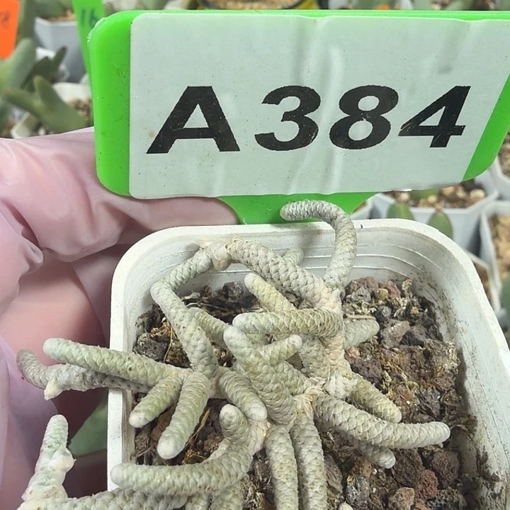 384mmmmmmmmnnnnnnnnn