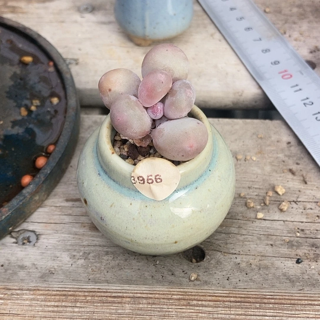 荔*茶3956水光针奶酪带盆土