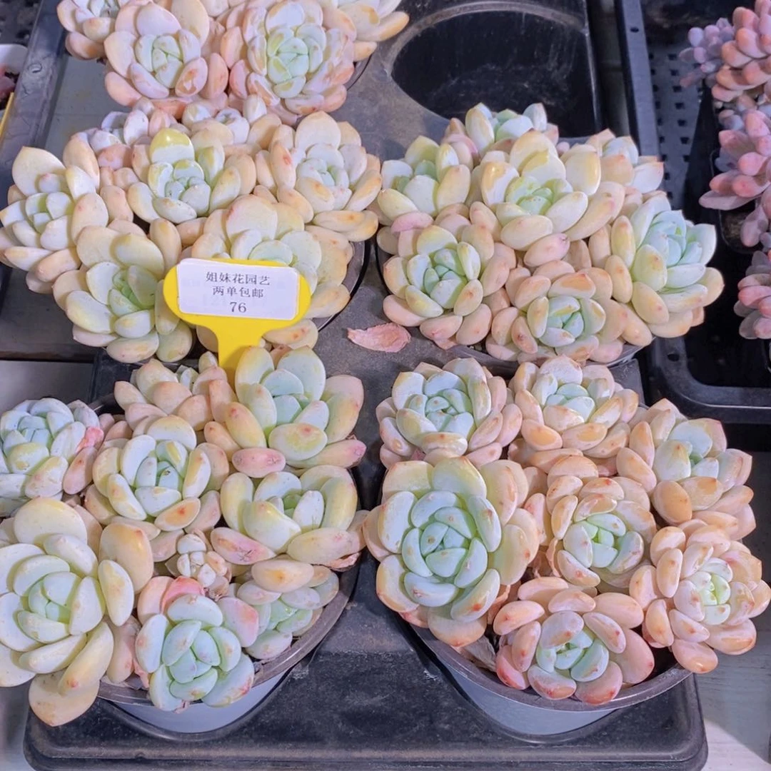 76-精品丸叶冷香拼盘一盒 带盆土