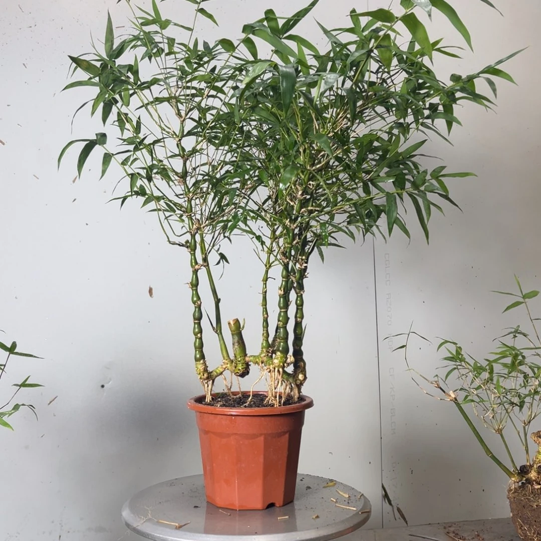 无花朵翡翠佛肚竹盆栽