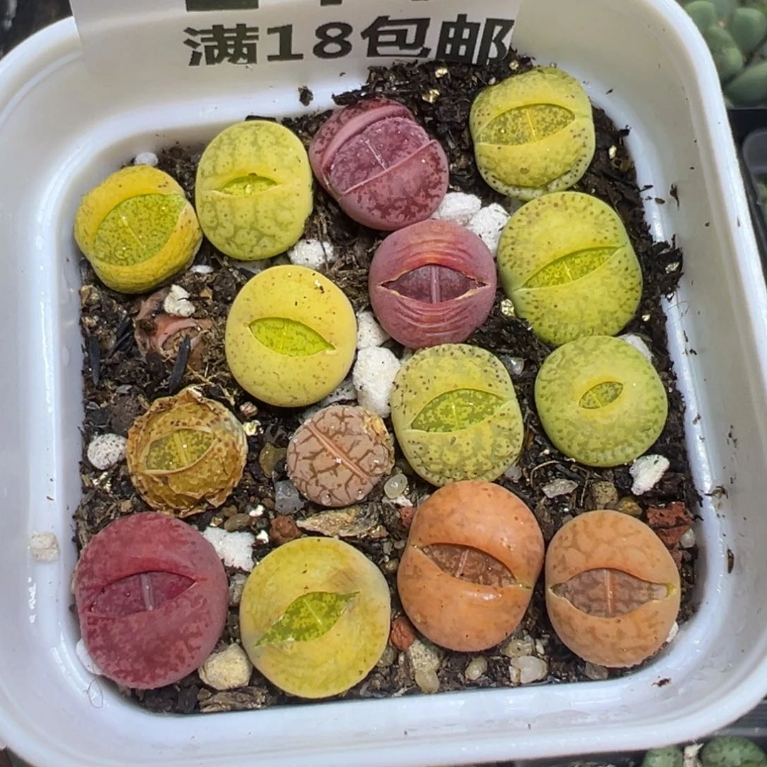 【闪购商品】 244。