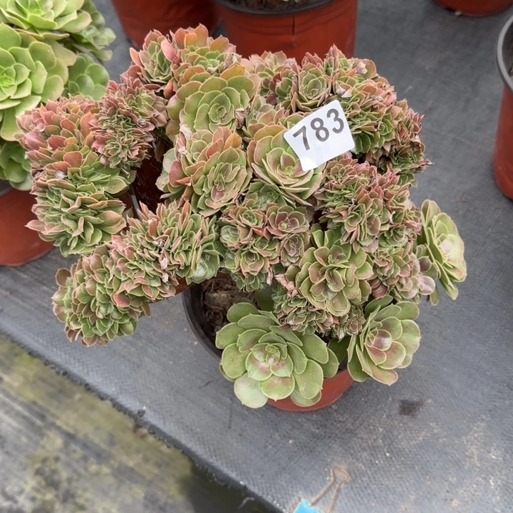 任***憨多肉植物玫瑰缀783