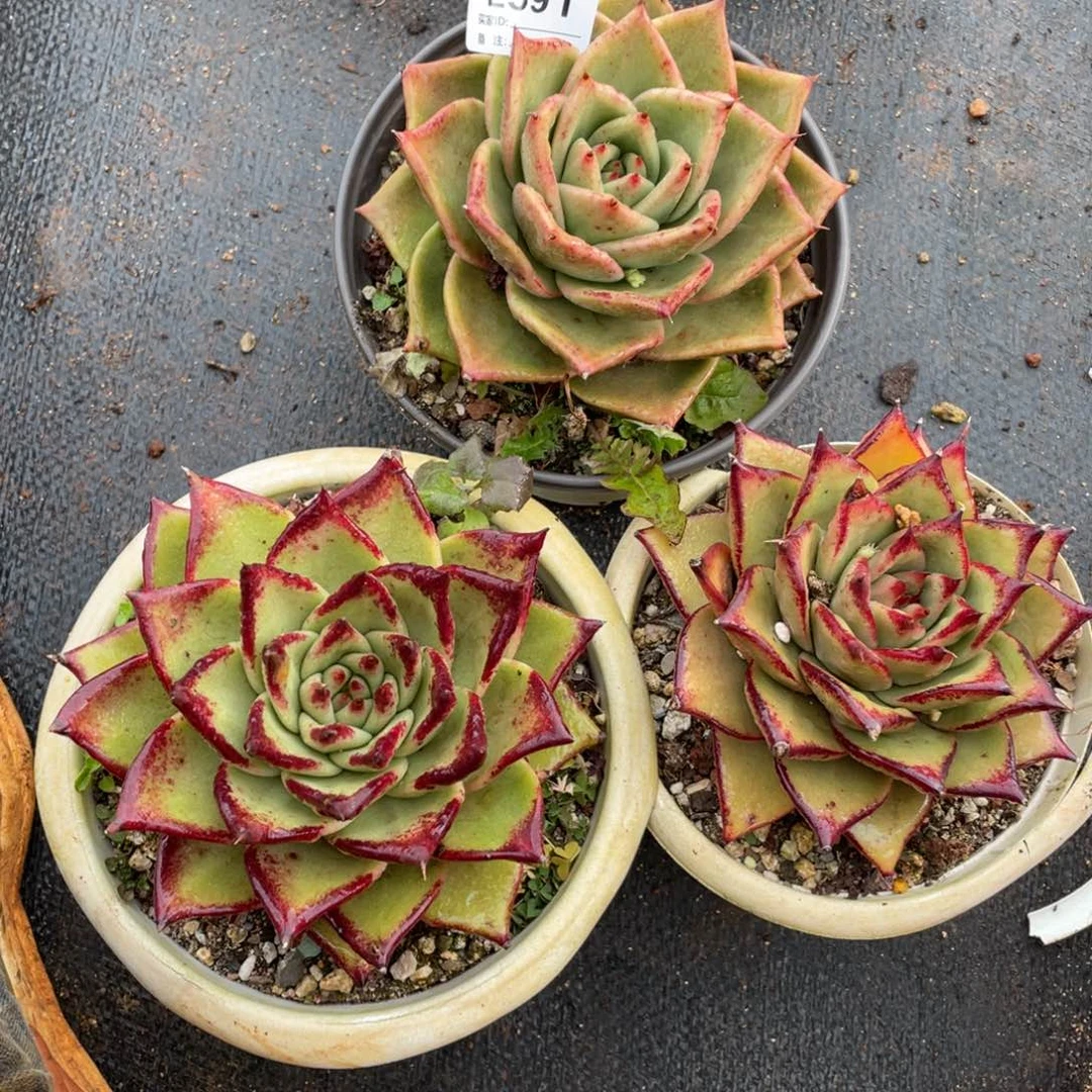 无花朵若如东云组拍E591