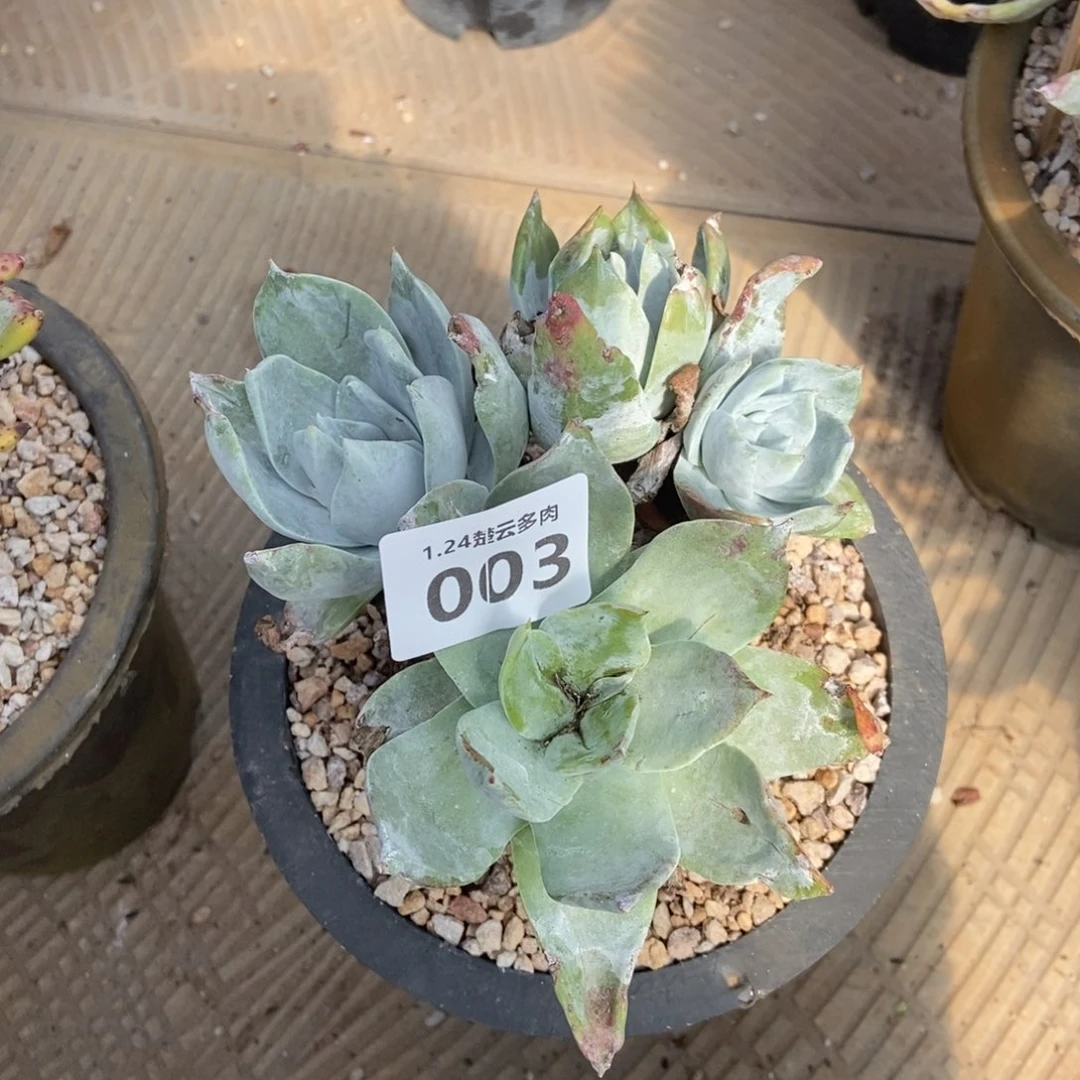 003瑕疵处理多肉植物