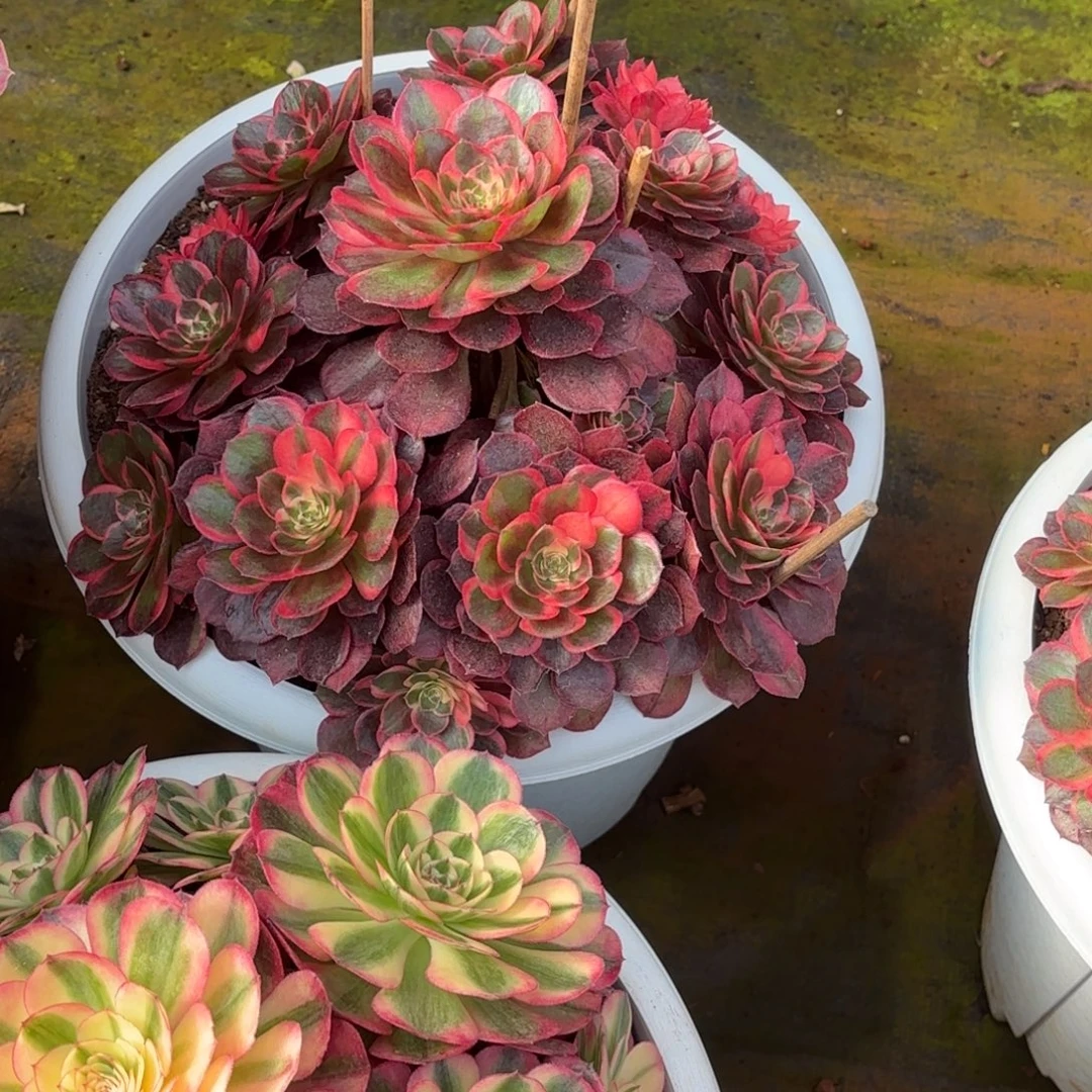 云南多肉植物黑魔锦