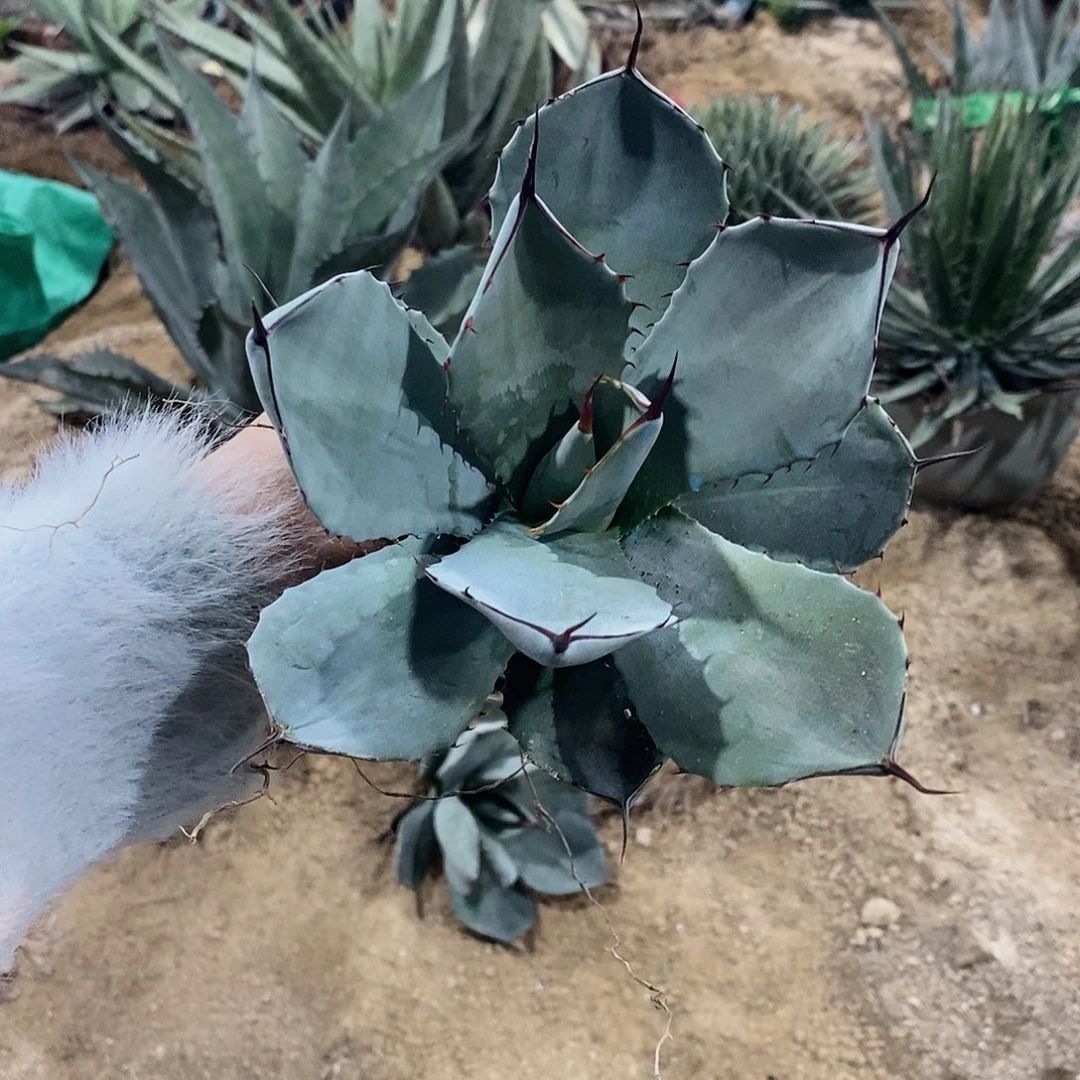 园叶福克斯冠幅18公分左右一物一拍