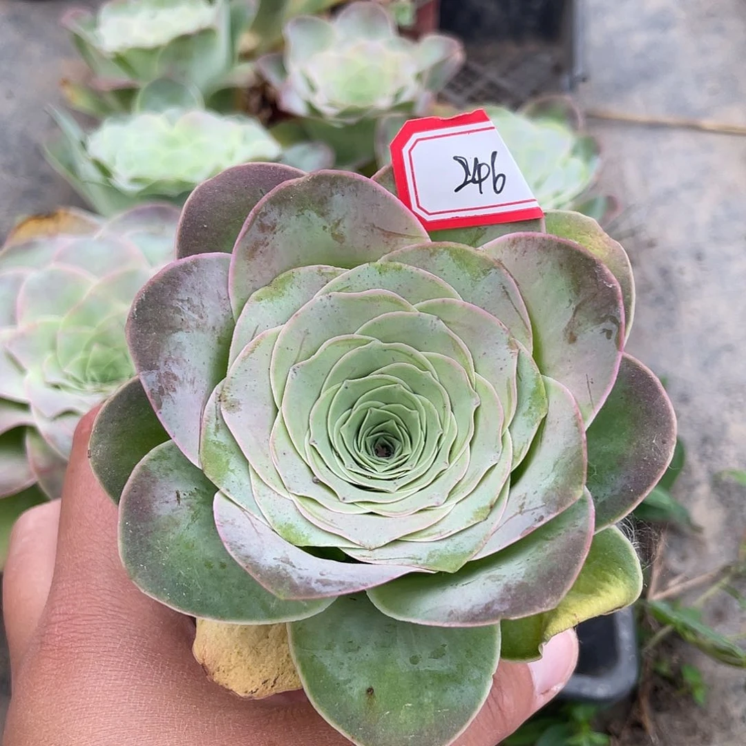 山地玫瑰耶罗 246