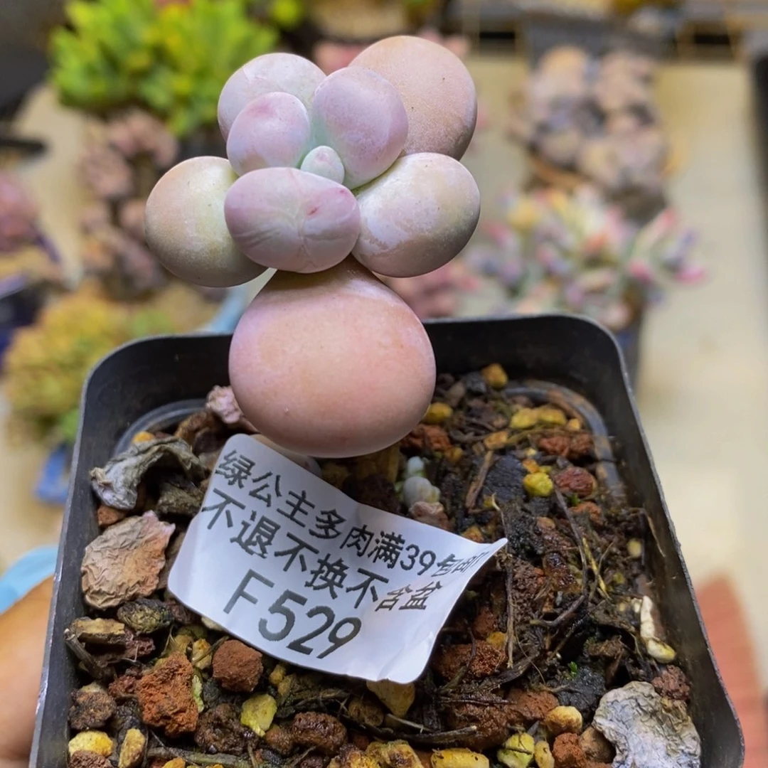 529橙奶多肉肉4cm